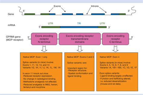 Figure 2 from Opioid receptor subtypes: fact or artifact? | Semantic ...