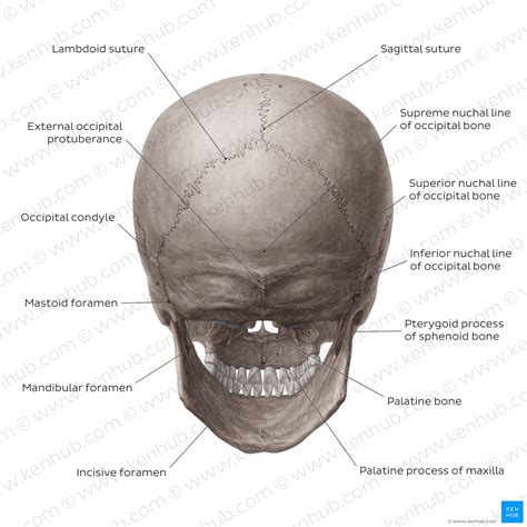 Skull Anatomy Anterior And Lateral Views Of The Skull Kenhub | Porn Sex ...