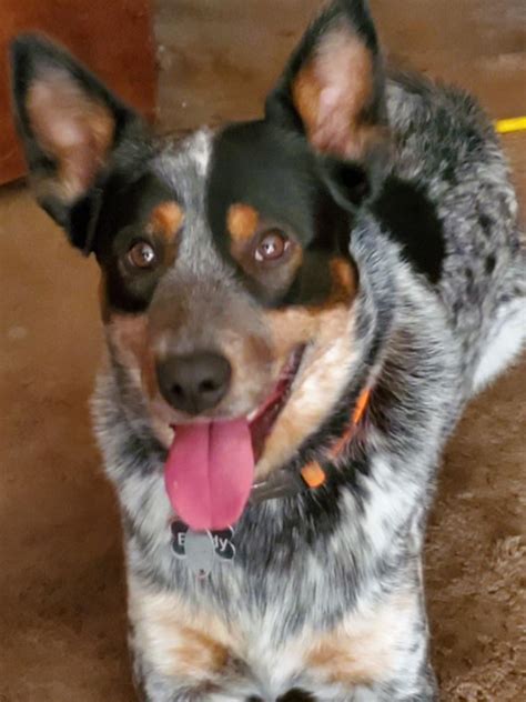 Is my blue heeler mixed with a Doberman? Is he purebred? : r ...