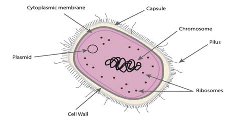 Haemophilus influenzae Serotypes | maidenlab