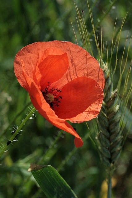 Corn Poppy Flower - Free photo on Pixabay - Pixabay