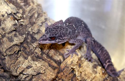 Cave Gecko