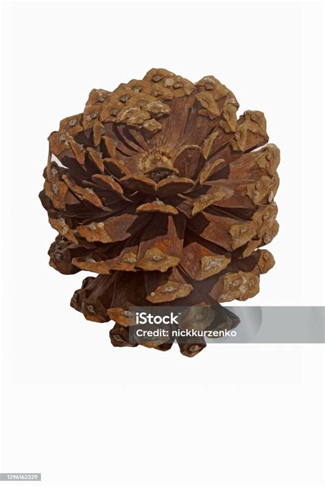 Longleaf Pine Cone Isolated On White Background Stock Photo - Download ...