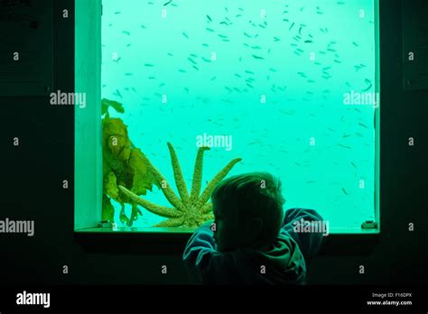 Tourists visiting underwater observatory at Milford Sound Stock Photo - Alamy