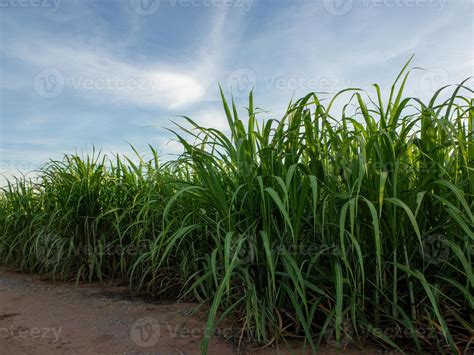 Sugarcane field at sunrise. Aerial view or top view of Sugarcane or ...