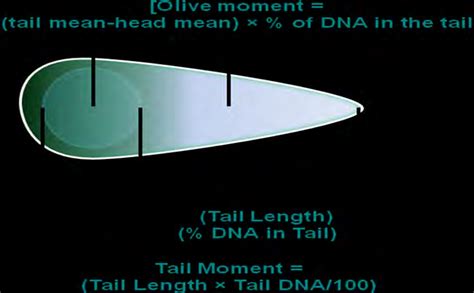 1 Comet assay parameters that have been analyzed in our experiments ...