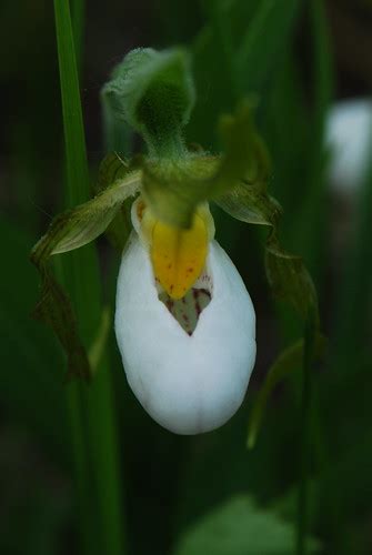 Small White Lady's Slipper (Cypripedium candidum) | Wisconsi… | Flickr