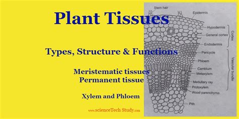 Plant tissue functions and structure