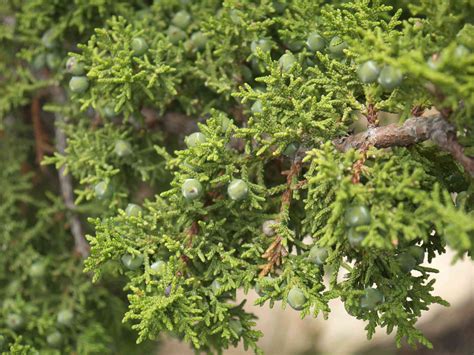 12 Species of Juniper Trees and Shrubs