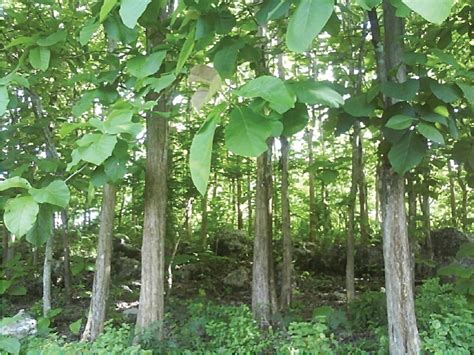 Lembar Kerja Siswa Potensi Sumber Daya Hutan - Manajemen Sekolah