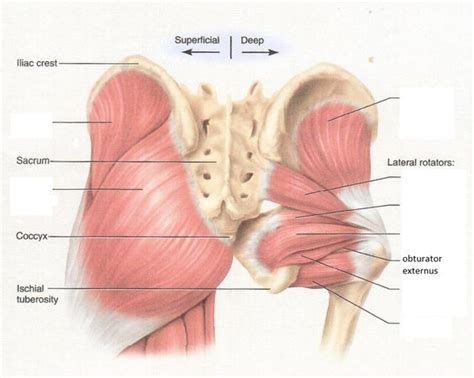 Obturator internus | OB/Gyn Ultrasound 101 Mod 2 | Pinterest