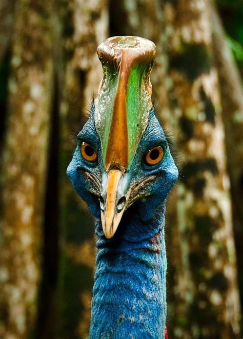 Charming cassowary, Papua New Guinea. Cassowaries are ratites, flightless birds without a keel ...