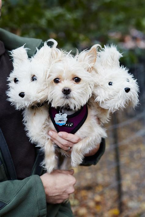 The 40+ Best Dog Costumes EVER | Dog costumes halloween small, Best dog costumes, Dog costumes funny