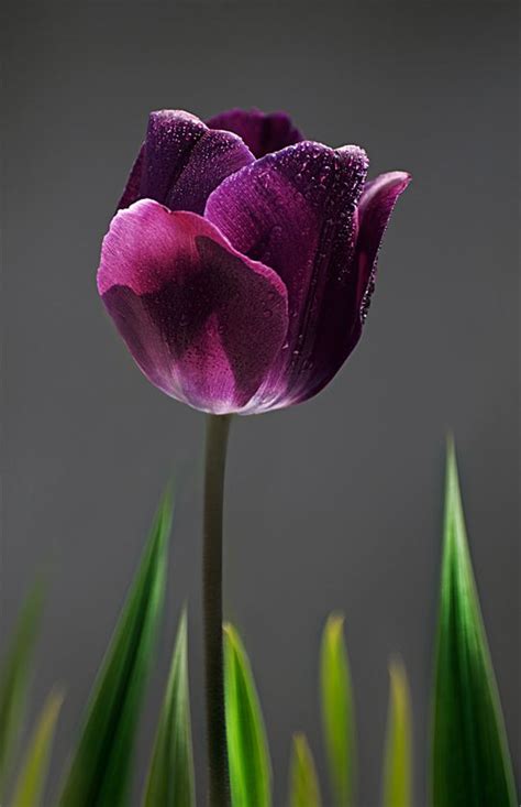 Purple Tulip b | Flowers, Purple tulips, Purple flowers