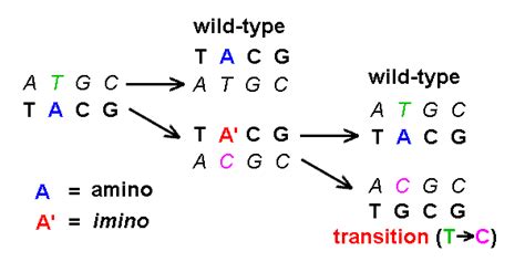 Origin of transition mutations