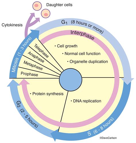 Cell Cycle | Carlson Stock Art