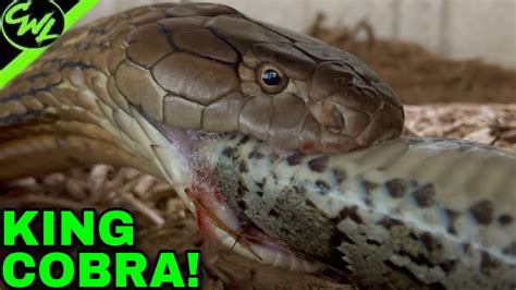 King Cobra EATS Python!! - YouTube