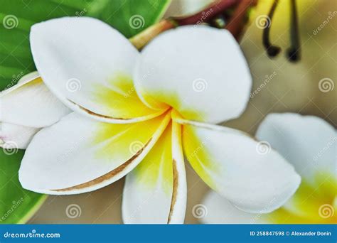 Flowering Plant Sacuanjoche or Plumeria Rubra Beauty of Tropical Flora ...