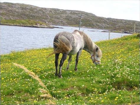 Eriskay Pony | pictures and information