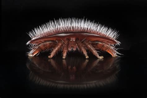 Varroa mite | Insect Models - Julia Stoess