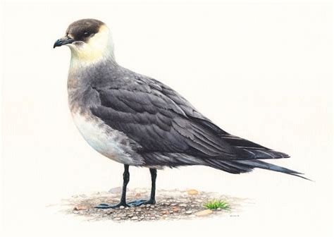 Arctic Skua - Esther van Hulsen