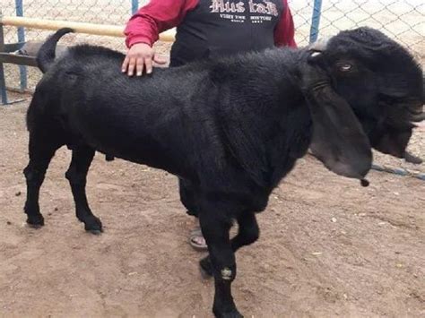 Both Beetal Goat at best price in Satara | ID: 17805242655