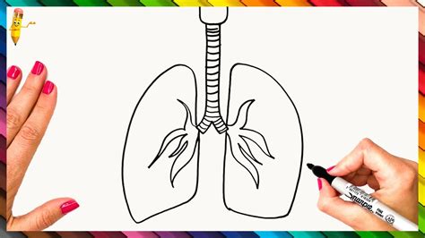 Aggregate more than 133 lungs easy drawing best - seven.edu.vn