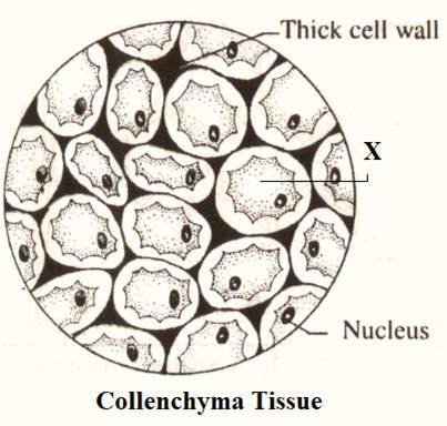 Describe the structure of collenchyma tissue with a diagram