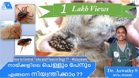 Ticks and Fleas Control in Dogs (Malayalam) | Dog Itching | Skin ...