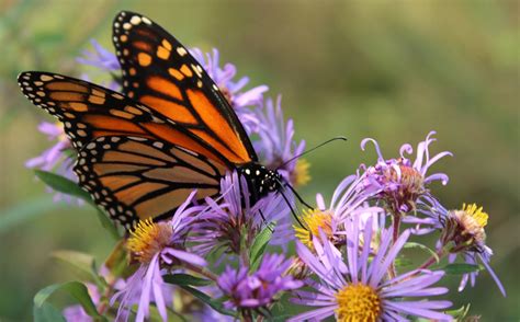 Pollinator Habitat — Great River Greening