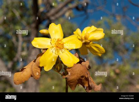 Kapok Tree Flower High Resolution Stock Photography and Images - Alamy