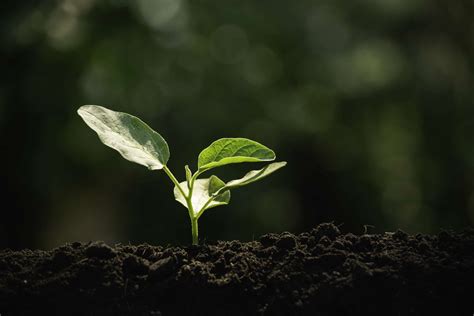 Reams Principles: Feed the Soil, Feed the Plant, Feed the Leaf | EcoFarming Daily