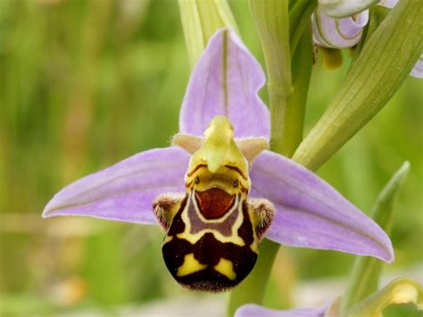 Bee orchid -- the happy flower Wallpaper | Beautiful orchids, Orchids, Strange flowers