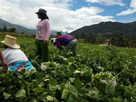 A Lesson Learned: Harvesting Green Beans – The Ramblings of T.W. Dondanville