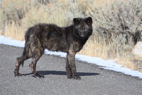 Gardner's Hole Pack: Yellowstone Wolf Photos Citizen Science