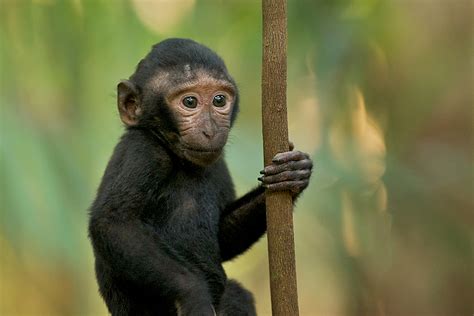 Baby Black Crested Macaque | Sean Crane Photography