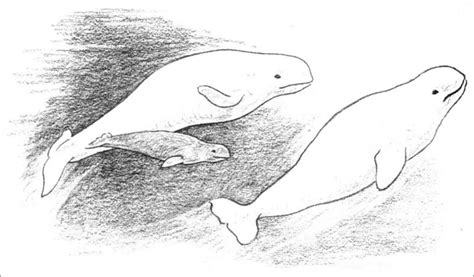 Beluga Whale Families Coloring Page - ColoringBay