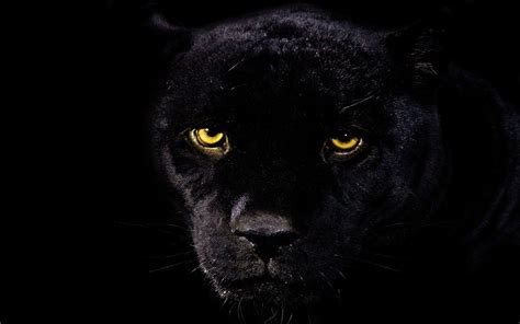 Black Leopard Wallpapers - Wallpaper Cave