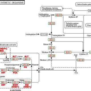 Genes identified for coding enzymes in CO2 fixation pathways in algal... | Download Scientific ...