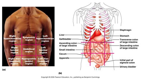 Intro to Anatomy 1: Life, Organization, and Terminology - Freethought Forum