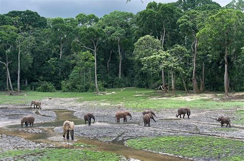 African Forest Elephant Herd Photograph by Tony Camacho/science Photo Library - Pixels