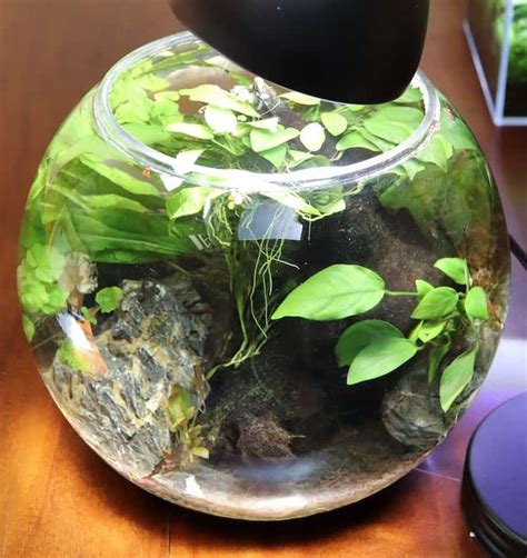 Betta Bowl Setup (Step By Step with Live Plants) – ZenAquaria