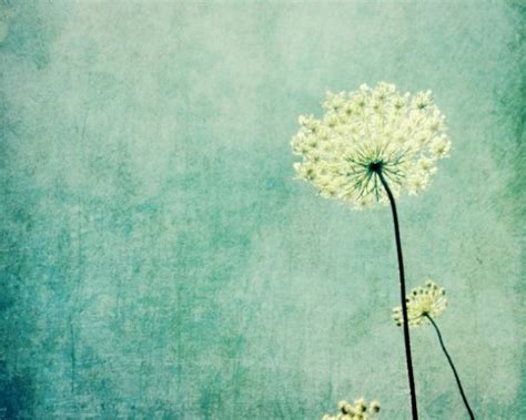 🔥 Free download Queen Annes Lace print pastel blue rustic modern art wildflower [570x456] for ...