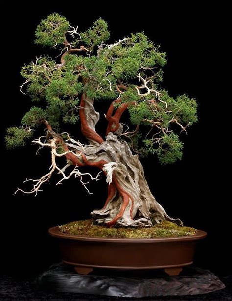 Picasso of Bonsai & an American Grafting Master – Stone Lantern