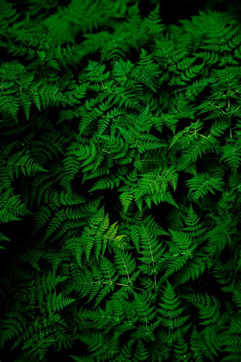 Green Wallpapers: Free HD Download [500+ HQ] | Unsplash