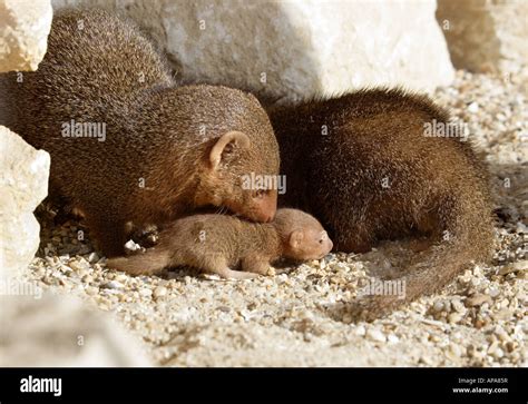 Dwarf Mongoose Family (helogale parvula Stock Photo - Alamy