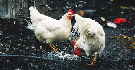 Fire Prevention Tips for Your Chicken Coop