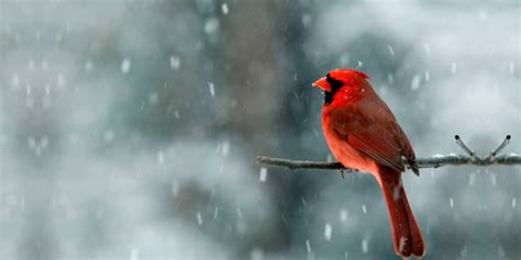 Winter Birding: The Importance of Food - Blog- Mahoney's Garden Center