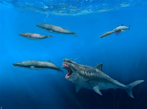 Megalodon was Transoceanic Superpredator, New Research Shows | Sci.News