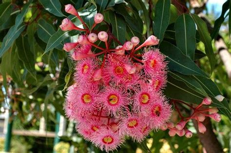 Corymbia ficifolia 'Summer Beauty' Nature Plants, Frangipani, Eucalyptus Leaves, Summer Beauty ...